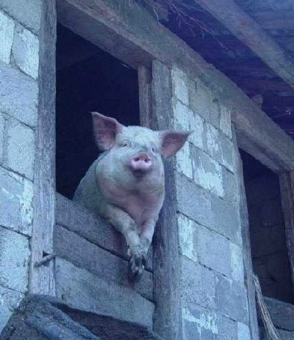 dongguac10's profile picture. 