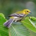 New York County Birders (@nycountybirders) Twitter profile photo New York County Birders (@nycountybirders) Twitter profile photo