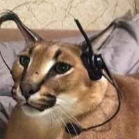 Floppa Gaming (@flopagaming) 's Twitter Profile