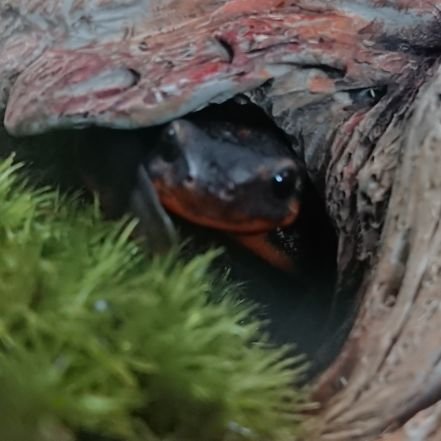 ✨アカハライモリ♂オキナワシリケンイモリ♂金魚、ベタ と暮らしてます✨
爬虫類🐍、両生類🦎、海の生き物🐟大好き❤フグ🐡とエイは癒し❤
✨さかなクンの大ファン🥰✨
✨無言フォロー大歓迎です✨
#爬虫類
#両生類
#アカハライモリ
#イモリ
#ベタ
#さかなクン
無言フォロー失礼します😣