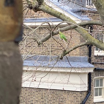 alknea's profile picture. 