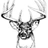 BucknSF's profile picture. Slanging bits