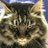 のらねこのアイコン