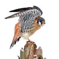Nick P. Williams (@thefalconbirder) 's Twitter Profile Photo Nick P. Williams (@thefalconbirder) 's Twitter Profile Photo