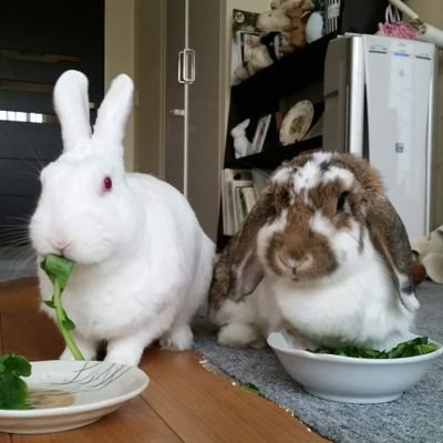 保護うさぎの預かりボランティアやってます🐇