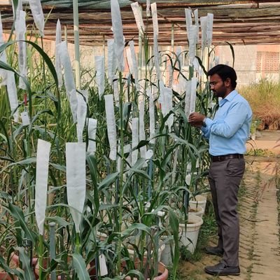 scientist (genetics and plant breeding)@ ICAR-IGFRI, Jhansi # Pearl millet breeder#