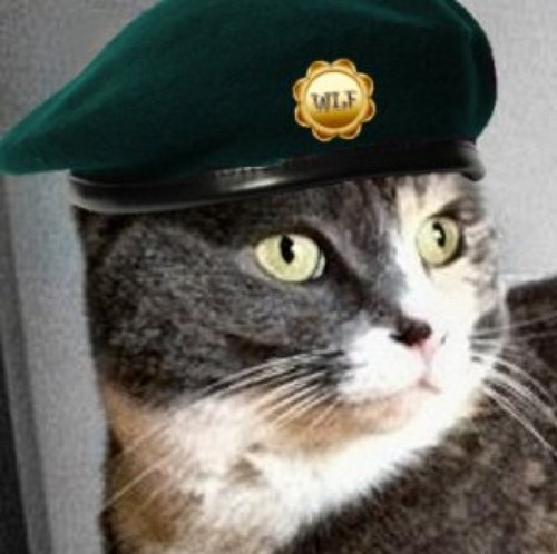 habibithecat's profile picture. I'm a cat, live with ma hoomins.  They feed me and occasionaly I gets belly rubs.  I'm also a new and proud member of the #wlf