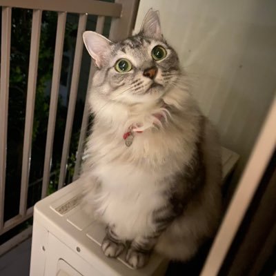サッカー、テニスが好きです★保護猫と楽しい生活を送っています🐱 色々なご縁を大切に一期一会で感謝の日々です。ESFJ-Tタイプです。