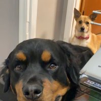 Ruger&BaileysFather(@RBaileysfather) 's Twitter Profile Photo