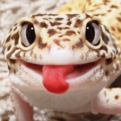 otohime0905's profile picture. ドライな自由人。福祉従事者22年目d('∀'*)私に出来る事は、せせこら働いて稼いで我が家の爬虫類達に貢ぐ事💸語彙力無いから可愛い可愛いが口癖。お蛇とフトアゴが好き✨