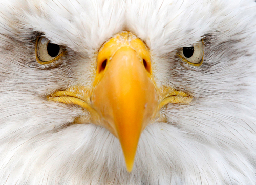 supremetwitt's profile picture. The supreme twitt.I know nothing I´m a twitt.