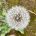 Weeds of the Earth (@weedsoftheearth) Twitter profile photo Weeds of the Earth (@weedsoftheearth) Twitter profile photo