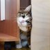 meow (@bearrun1926) Twitter profile photo meow (@bearrun1926) Twitter profile photo