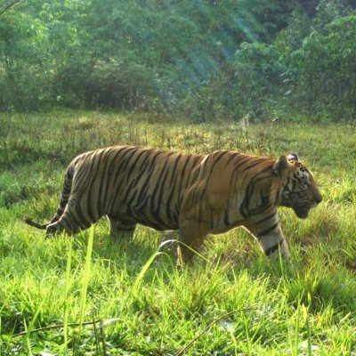 Periyar Tiger Reserve is a protected area located in the districts of Idukki and Pathanamthitta in Kerala, India.