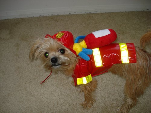 ThuggRuggNugg's profile picture. I was forced out of the FD, the dalmatian took my place. I mostly snooze now and go for walks on occasion. I love dairy, meat, and dark beers.