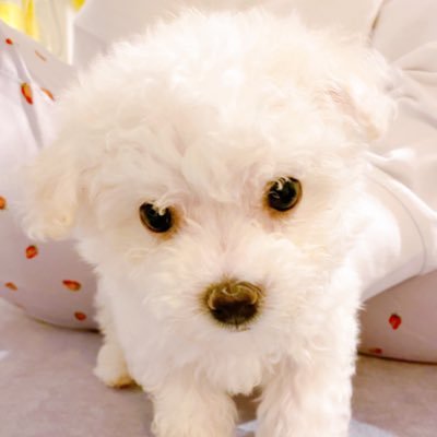 🐶ビションフリーゼの男の子／Bichon Frize 🎂2021.01.15 🏠2021.03.07 神戸 https://t.co/gCJEuY4oVy YouTubeはじめました！