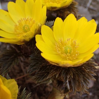 日々植物の勉強をしている調査員。 山登って植物をメインに探索することが好きです。 自分が見た植物や鳥の写真を載せていきます