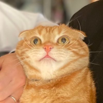 猫大好き!!普段は自作のFXツールとメルカリで生計を立ててます( ̄∇ ̄)情報交換よろしくお願いします♪相互フォロージャンジャン👌