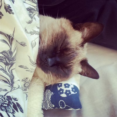 pochinofukuhd's profile picture. 【#シャム猫の色変わりすぎ選手権】に参加してくれたお友達はお家でおやつ🍡をもらってにゃ😻 ｜参加したらだいふくをフォローしてくれたら嬉しいにゃ😼｜インスタもよろしくにゃぁぁぁ↓｜