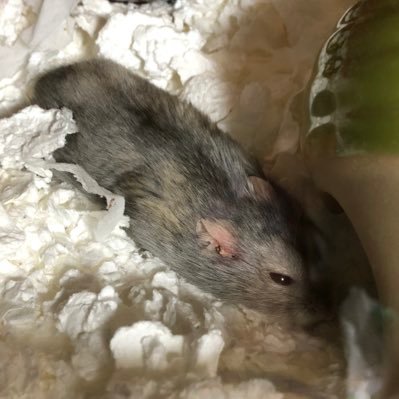 mgytyoji's profile picture. 鍵🔑とても成人してます。どこかのSNSにはいる