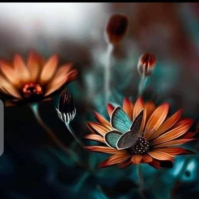 Xebat36254855's profile picture. 