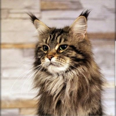 love/playful
I am a Maine coon cat.
i am 7 years old.
i like to sleep and play
I am 8 kg