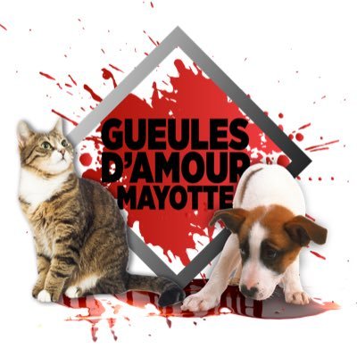 Vous souhaitez adopter un chien ou un chat mahorais ? envoyez un mail à : assistante.gueulesdamour@gmail.com Mayotte est dans mon cœur et le restera à jamais