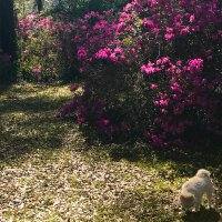 scnc mrkt (@devon_davis_) 's Twitter Profile