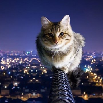 scunckydunkydo's profile picture. 