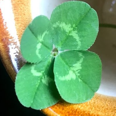 CookDooby's profile picture. Lifetime dunce.  Happily bubbling through life like Mr. Magoo.  Fly on the wall