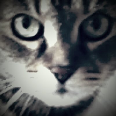 MadameVegan's profile picture. Les animaux sont mes amis et je ne mange pas mes amis.

The greatness of a nation can be judged by the way its animals are treated.