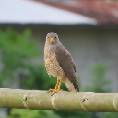 Sesmar30's profile picture. 