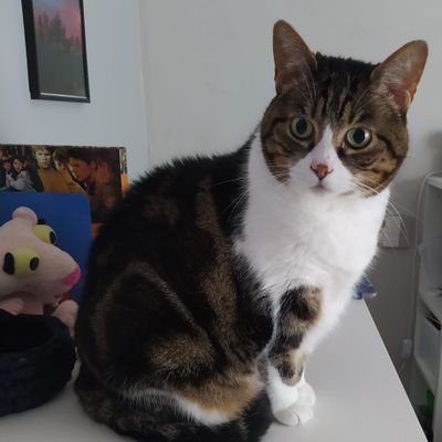 DavidSanzPerez1's profile picture. 