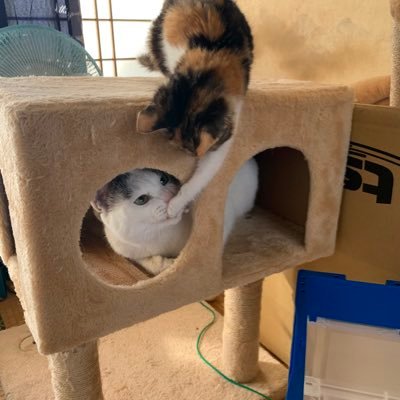 ミーちゃん Chtfreoffuprkxz Twitter ミーちゃん Chtfreoffuprkxz Twitter