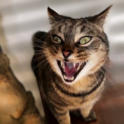 WolfieandCat1's profile picture. Find Enzo male Cocker Spaniel missing/stolen from Valehouse Reservoirs SK13 High Peak ... missing since 5th December