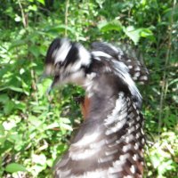 The Inept Birder (@theineptbirder) 's Twitter Profile Photo The Inept Birder (@theineptbirder) 's Twitter Profile Photo