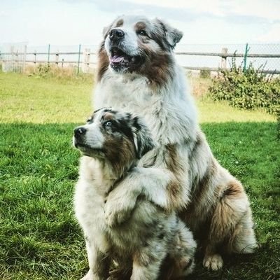 ShepherdMomAmy's profile picture. ❤️Do you love Australian Shepherds? ❤️
🐶We share best photos & videos daily🐶
🐩Follow us and join the club🐩
🐕❤ HIT THAT FOLLOW BUTTON ❤🐕