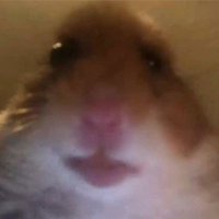 Alessio Bruelemans (@alessiobruelem1) 's Twitter Profile