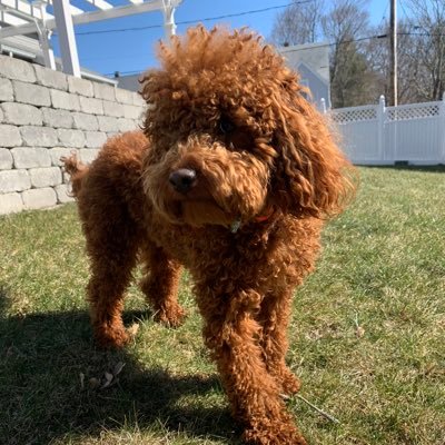 🐶Cavapoo 🎉📍Boston, Ma 🐾Hobbies are playing catch and being with my humans