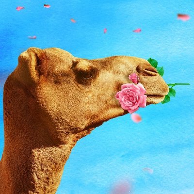 ErgoReda's profile picture. 