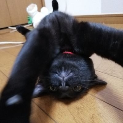 黒猫のピノさん(♂)の日常。 多分2020年8月生まれ、2021年1月に5ヶ月でお迎え。保護猫。鍵しっぽ、ものすごくビビリ、よく喋る、甘えん坊、聞き分けがよい優しい子。家主以外が訪ねてくると隠れて出てきません。猫ポストさんをフォローします。