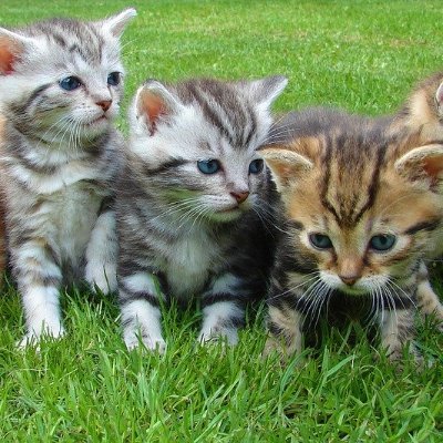 癒しの動物動画まとめ Jennieniermanz1 Twitter