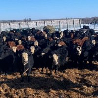 Northern Select Stocker Sale (@stockersale) 's Twitter Profile Photo Northern Select Stocker Sale (@stockersale) 's Twitter Profile Photo