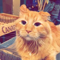 Timmy Clapss (@timmyclapss) 's Twitter Profile