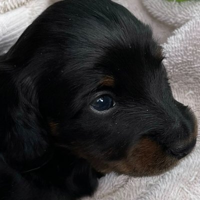 I'm a new mini doxie puppy & my name's Alice. looking forward to sharing my adventures in life here.