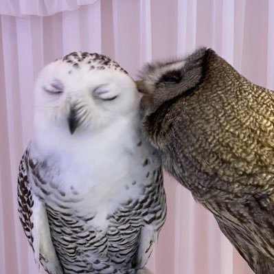 福岡天神のフクロウと爬虫類のいるカフェです🎀【営業時間】15時〜20時🦉🦉🦉🦉シロフクロウ、メンフクロウなどの爬虫類と大型トカゲ、巨大蛇のいるコンセプトカフェです🎀メイド垢はこちら▶︎@maid_HachuMelt