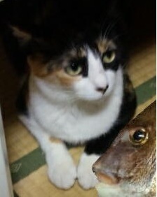 hide_bream's profile picture. ITインフラ屋です。日本のネットワークセキュリティの今を傍観しています。時間のある時は海へ出て魚を追います。ごくたまに綺麗な芝生上の旗も追いかけたりしますが、希望スコアに反しこちらの結果はいつも大漁です。