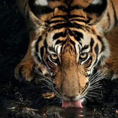 TwpAuurE3fgEuum's profile picture. فحل نحب المدامات