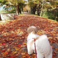 ひろ (@onigiritoissho) 's Twitter Profile