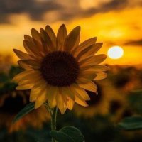 azzam190 (@9qy5adiny2vbipv) 's Twitter Profile